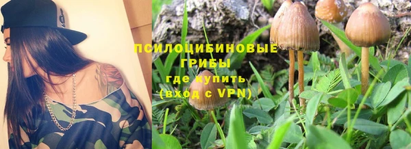 стаф Осинники